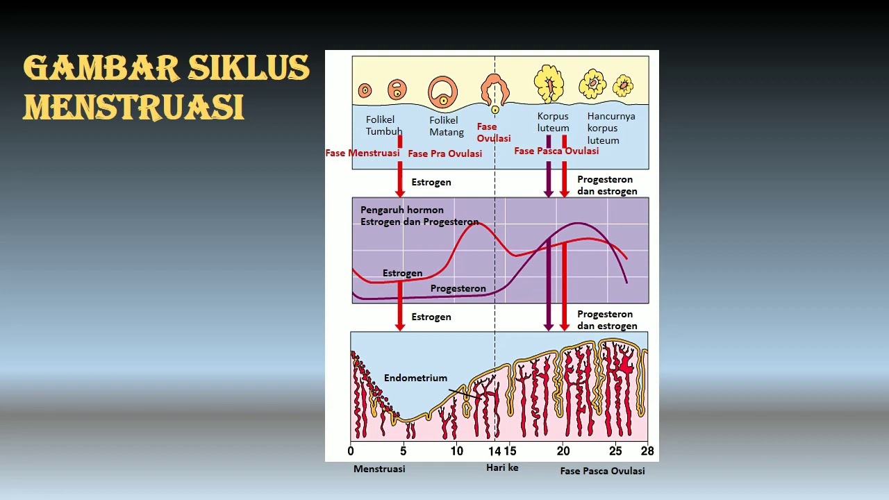 Detail Gambar Fase Menstruasi Nomer 36