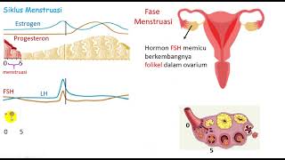 Detail Gambar Fase Menstruasi Nomer 45