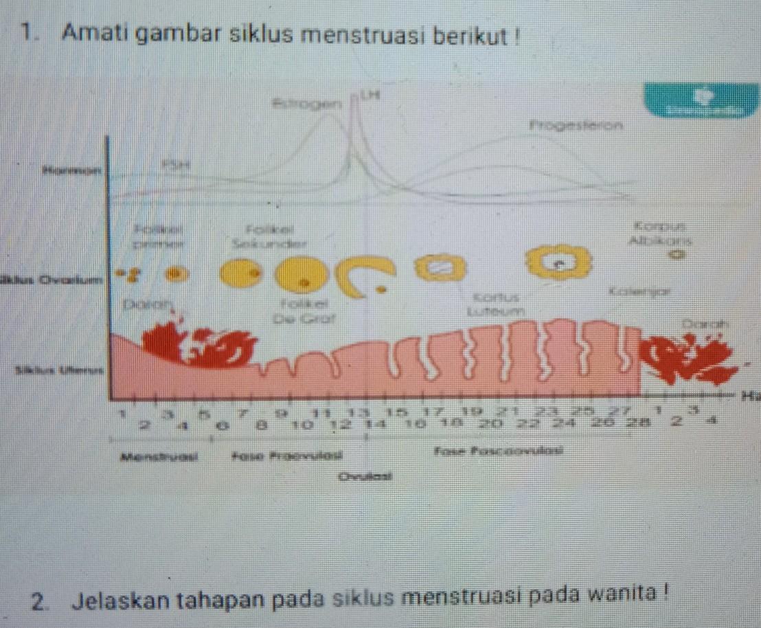 Detail Gambar Fase Menstruasi Nomer 51