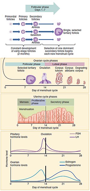 Detail Gambar Fase Menstruasi Nomer 53