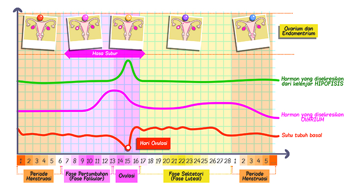 Detail Gambar Fase Menstruasi Nomer 9