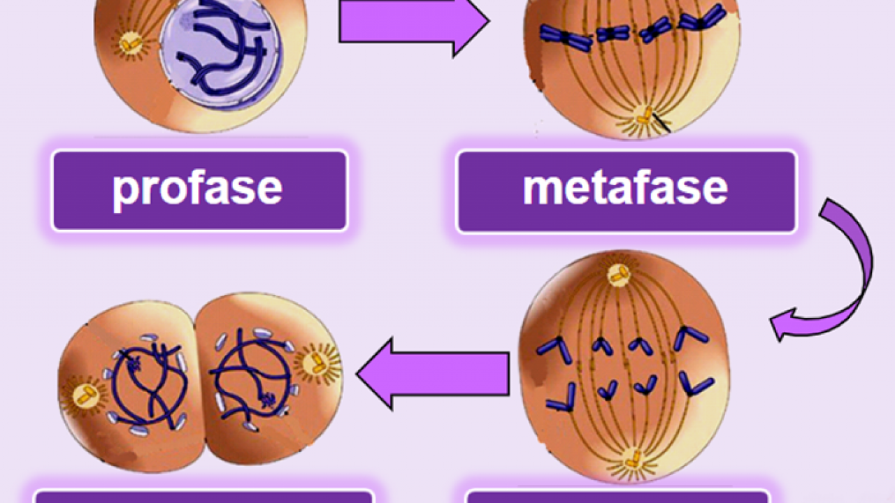 Gambar Fase Metafase Pembelahan Mitosis - KibrisPDR