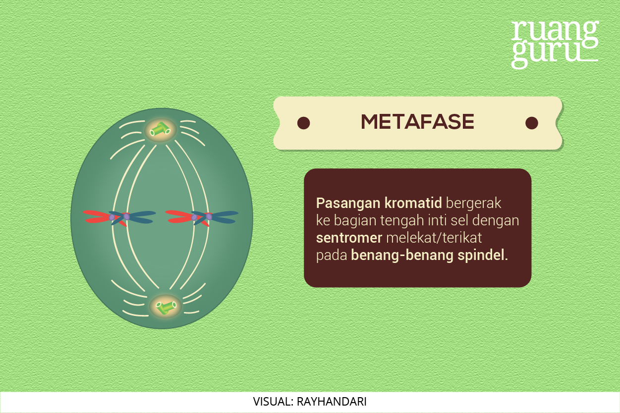 Detail Gambar Fase Metafase Pembelahan Mitosis Nomer 16