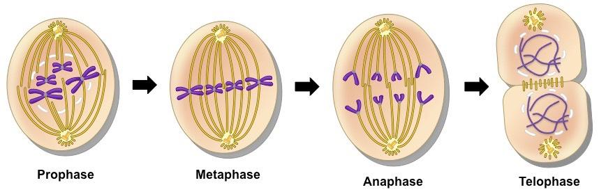 Detail Gambar Fase Metafase Pembelahan Mitosis Nomer 20