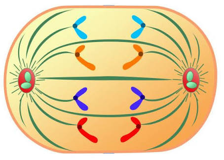 Detail Gambar Fase Metafase Pembelahan Mitosis Nomer 27