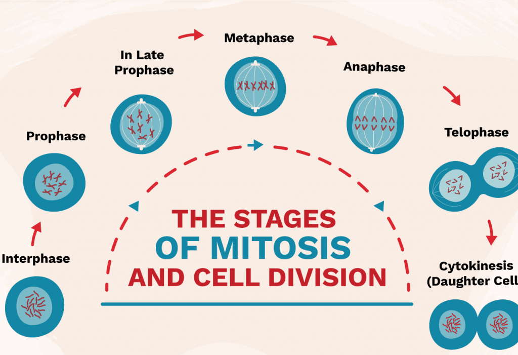 Detail Gambar Fase Metafase Pembelahan Mitosis Nomer 36