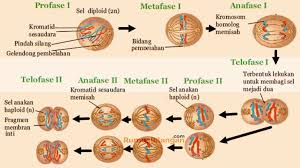 Detail Gambar Fase Metafase Pembelahan Mitosis Nomer 38