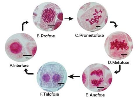 Detail Gambar Fase Metafase Pembelahan Mitosis Nomer 48