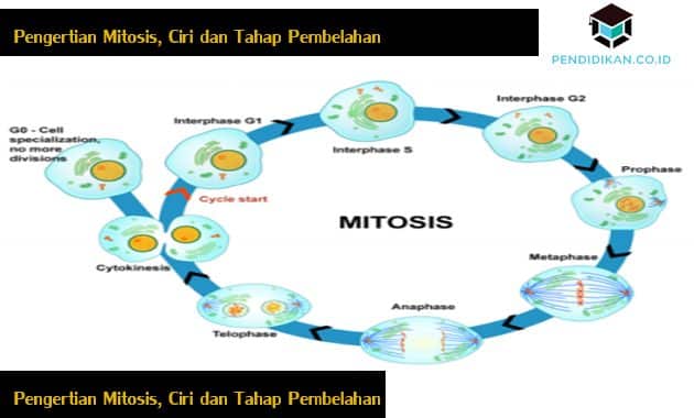 Detail Gambar Fase Metafase Pembelahan Mitosis Nomer 52