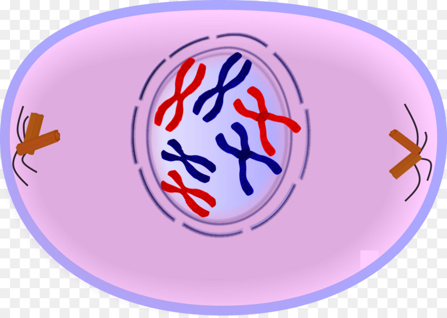 Detail Gambar Fase Metafase Pembelahan Mitosis Nomer 53