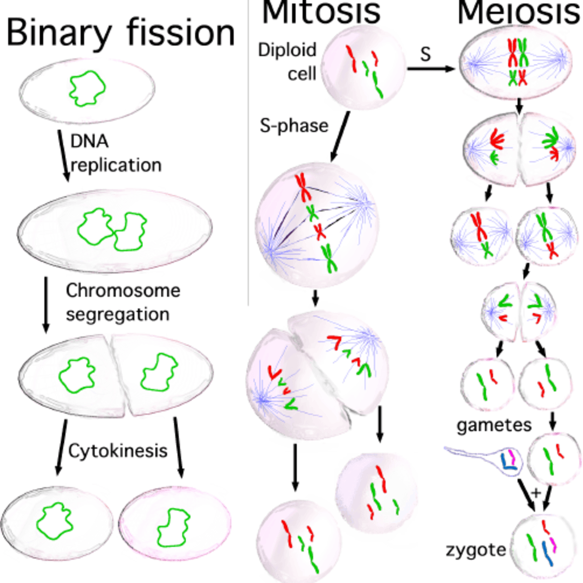 Detail Gambar Fase Mitosis Nomer 10