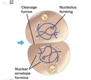 Detail Gambar Fase Mitosis Nomer 11