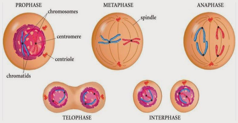 Detail Gambar Fase Mitosis Nomer 17