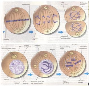 Detail Gambar Fase Mitosis Nomer 18