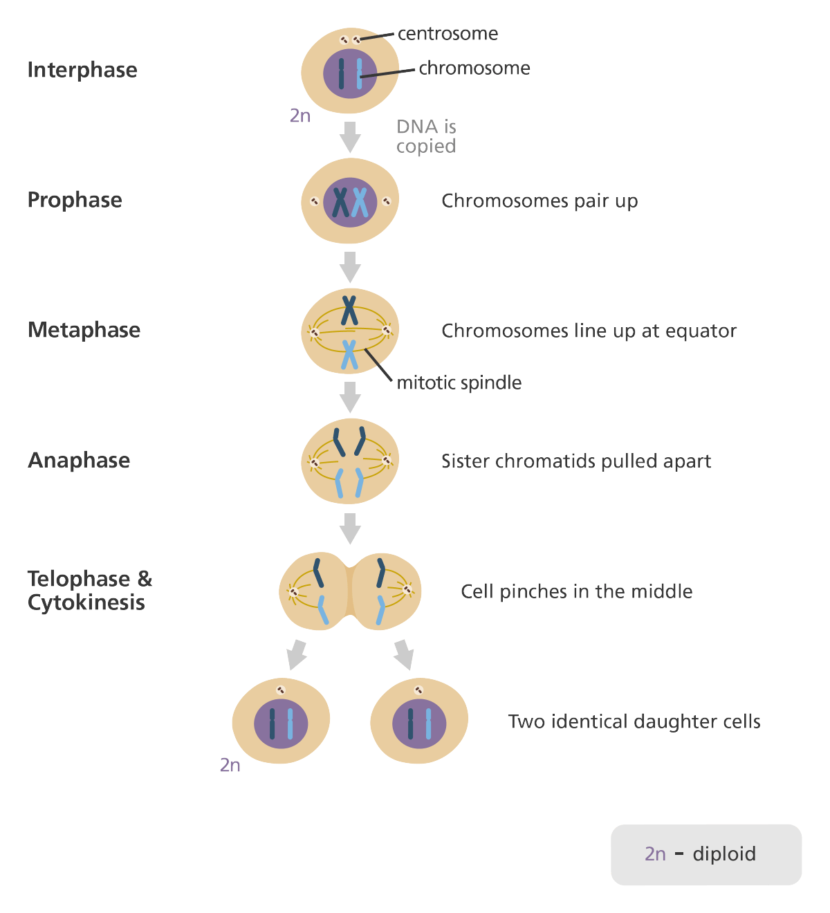 Detail Gambar Fase Mitosis Nomer 19