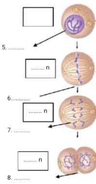 Detail Gambar Fase Mitosis Nomer 26