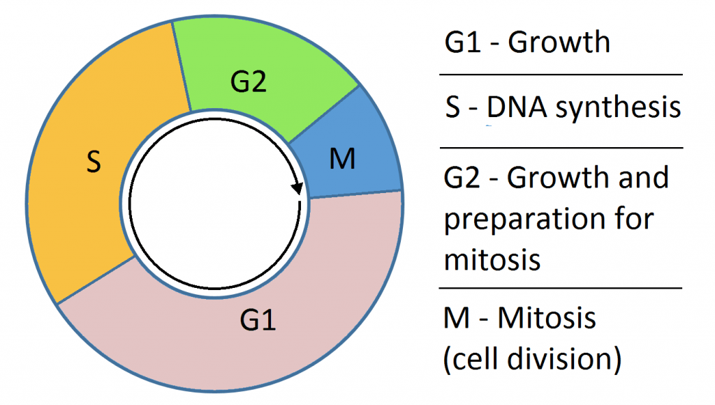 Detail Gambar Fase Mitosis Nomer 27
