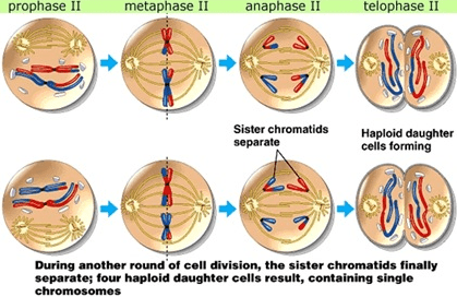 Detail Gambar Fase Mitosis Nomer 32