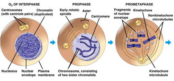 Detail Gambar Fase Mitosis Nomer 4