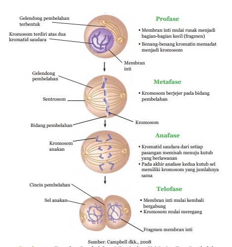 Detail Gambar Fase Mitosis Nomer 6