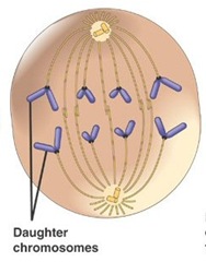 Detail Gambar Fase Mitosis Nomer 8