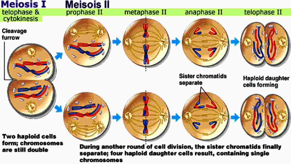 Detail Gambar Fase Pembelahan Mitosis Dan Meiosis Nomer 13