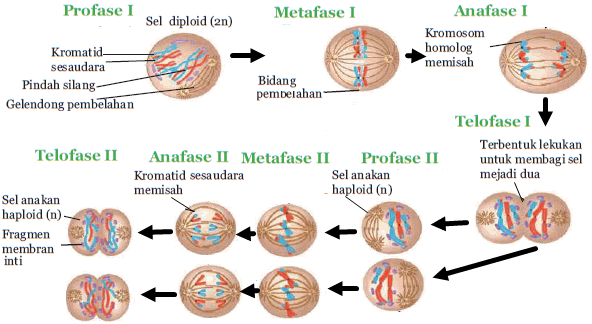 Detail Gambar Fase Pembelahan Mitosis Dan Meiosis Nomer 16