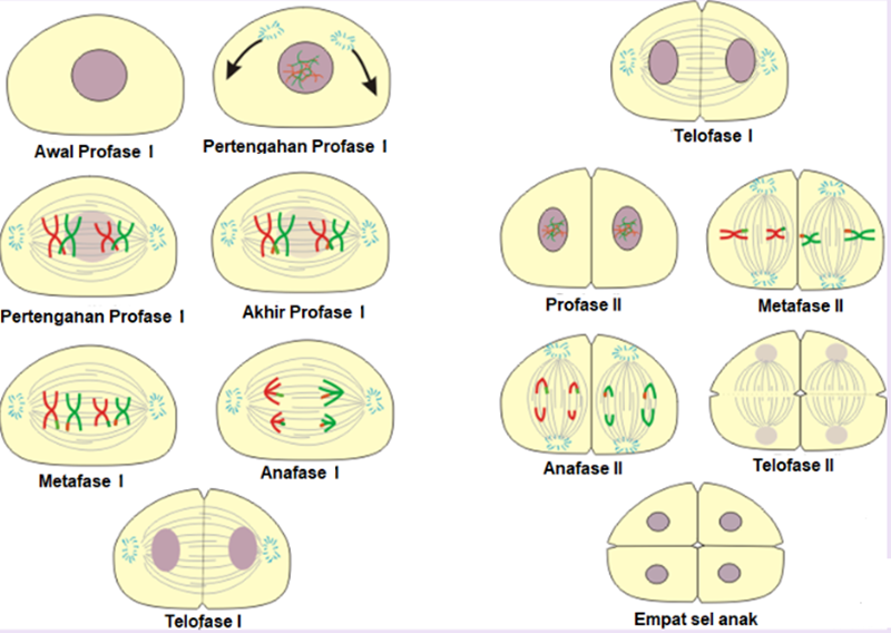 Detail Gambar Fase Pembelahan Mitosis Dan Meiosis Nomer 18