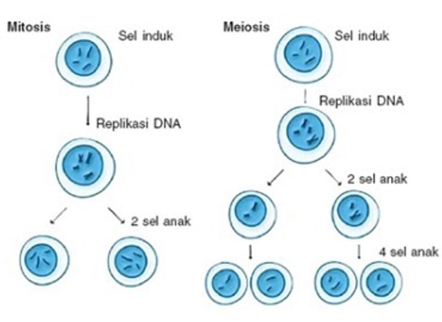 Detail Gambar Fase Pembelahan Mitosis Dan Meiosis Nomer 3