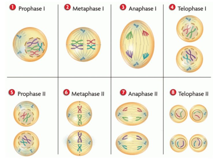 Detail Gambar Fase Pembelahan Mitosis Dan Meiosis Nomer 20