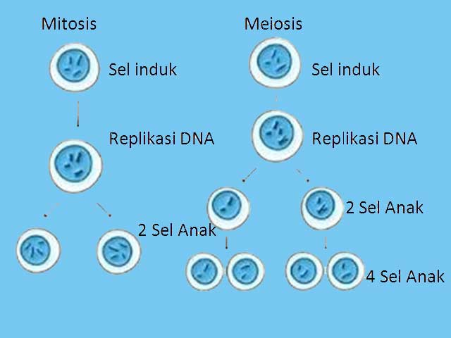 Detail Gambar Fase Pembelahan Mitosis Dan Meiosis Nomer 22