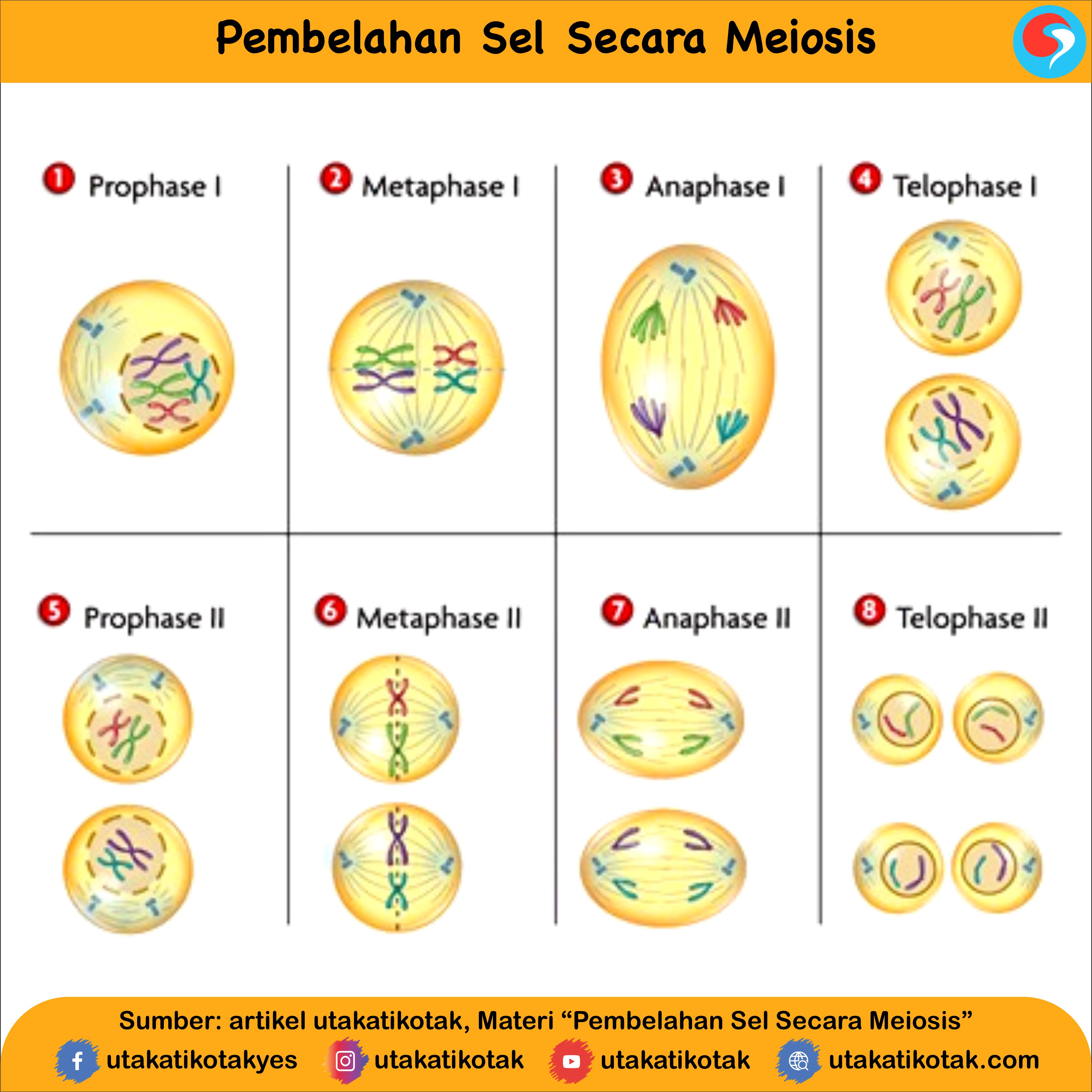 Detail Gambar Fase Pembelahan Mitosis Dan Meiosis Nomer 32