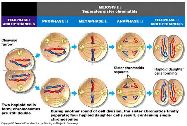 Detail Gambar Fase Pembelahan Mitosis Dan Meiosis Nomer 45