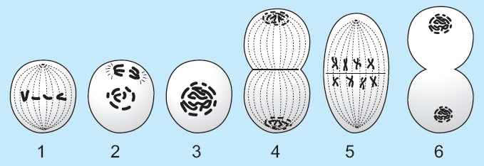 Detail Gambar Fase Pembelahan Mitosis Dan Meiosis Nomer 48