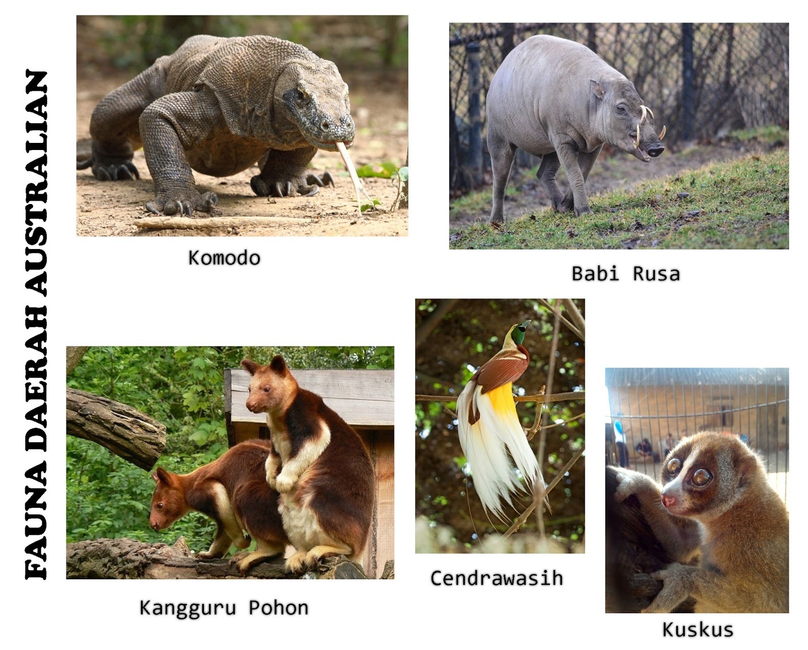 Detail Gambar Fauna Asiatis Nomer 25