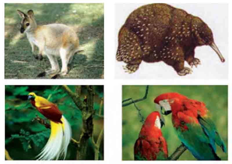 Detail Gambar Fauna Asiatis Australis Dan Peralihan Nomer 19