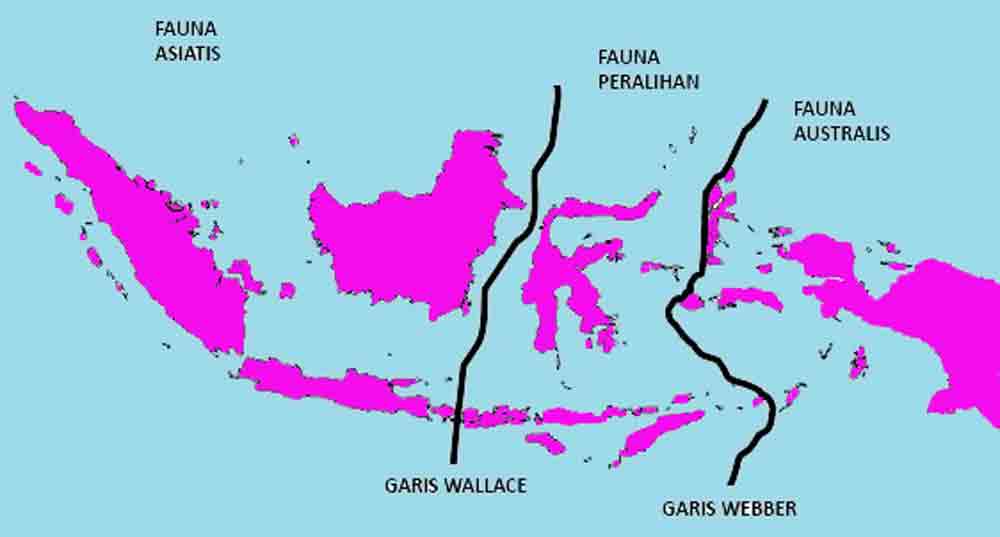 Detail Gambar Fauna Asiatis Australis Dan Peralihan Nomer 49