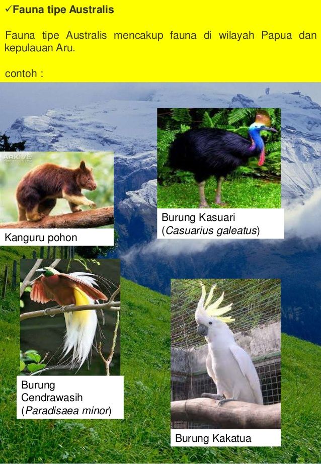 Detail Gambar Fauna Australis Nomer 13