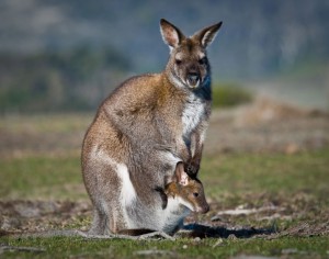 Detail Gambar Fauna Australis Nomer 15