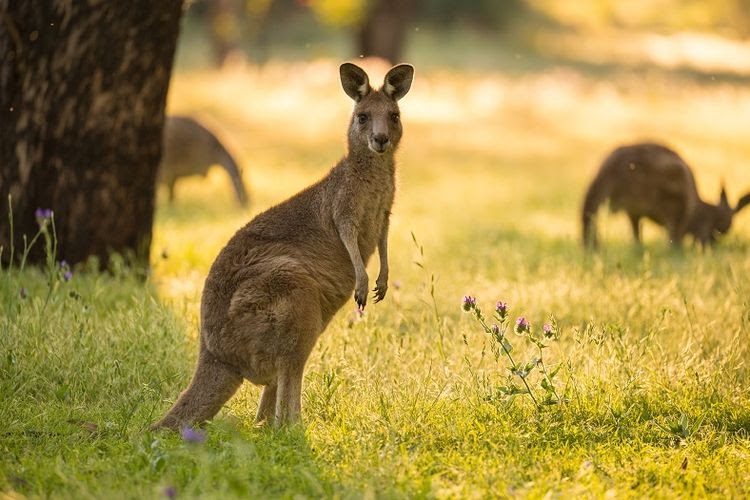 Detail Gambar Fauna Australis Nomer 22