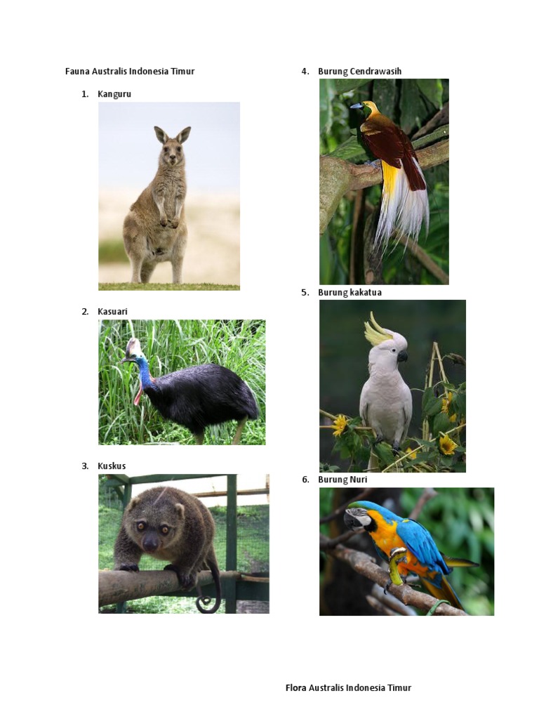 Detail Gambar Fauna Australis Nomer 23