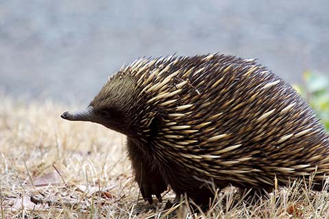 Detail Gambar Fauna Australis Nomer 25