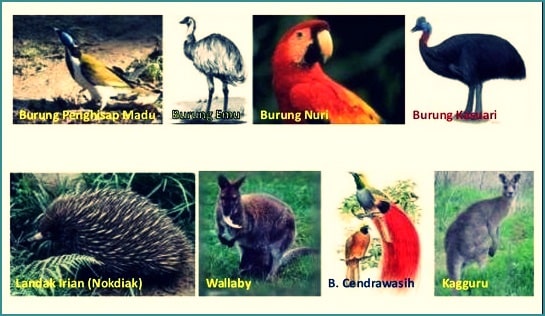 Detail Gambar Fauna Australis Nomer 4