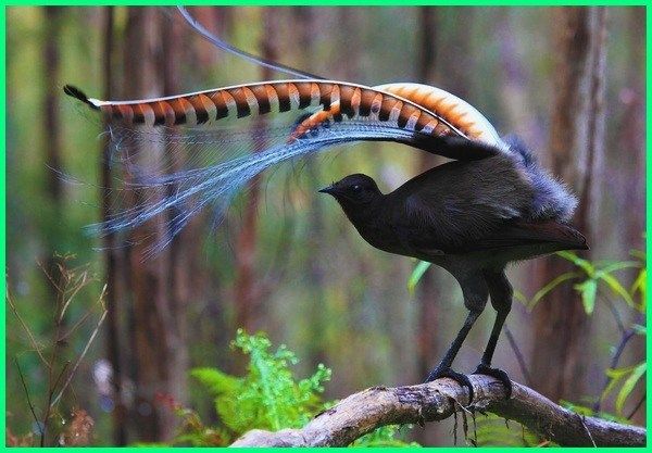 Detail Gambar Fauna Australis Nomer 32