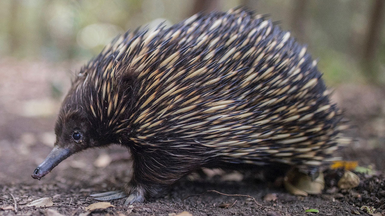 Detail Gambar Fauna Australis Nomer 38