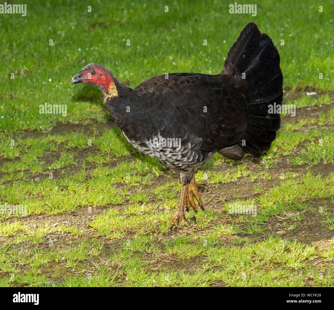 Detail Gambar Fauna Australis Nomer 51