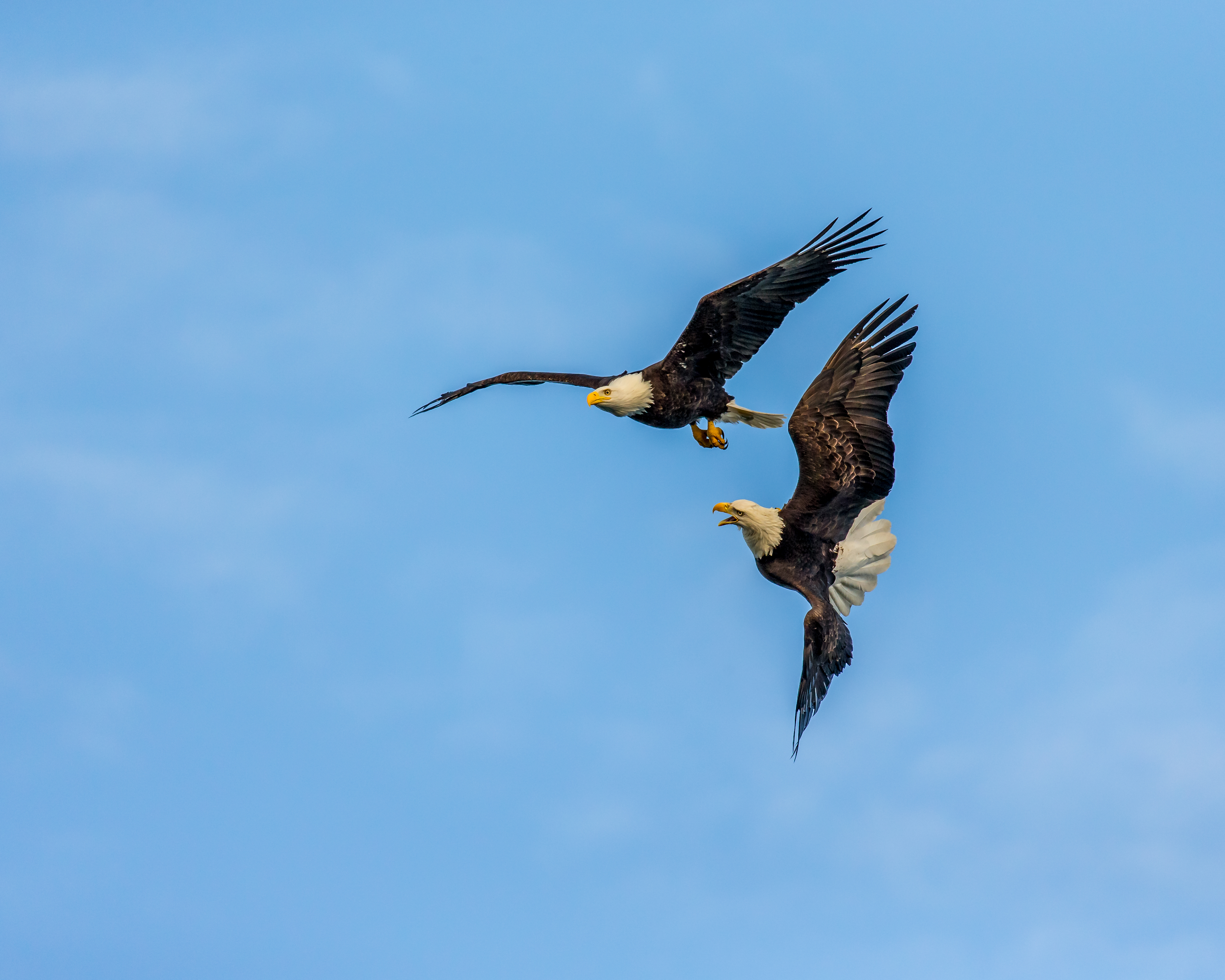 Detail Gambar Fauna Burung Nomer 37