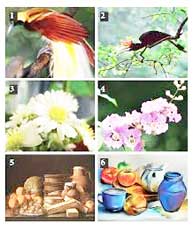 Detail Gambar Fauna Dan Alam Benda Nomer 41