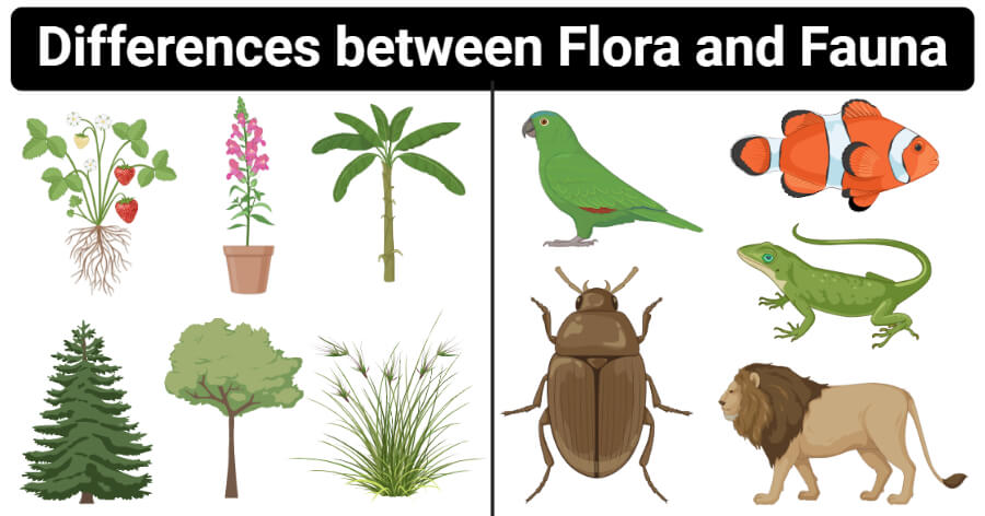 Gambar Fauna Dan Flora 47 Koleksi Gambar flora-fauna-definition-importance-types-examples-56-off