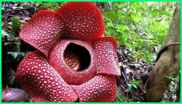 Detail Gambar Fauna Dan Flora Di Indonesia Nomer 11